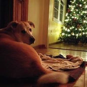 Jules Brugel's photo