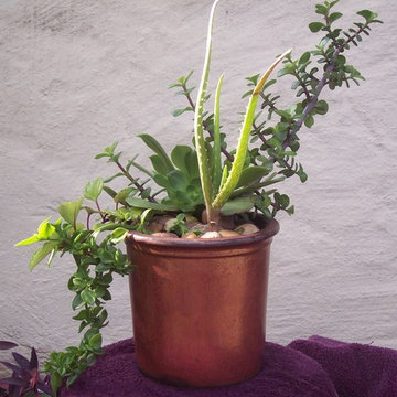 Succulent Gardens