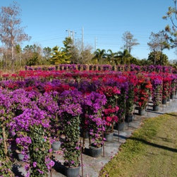Bougainvillea - Area Rugs