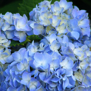 Varied Plants for New England Landscapes