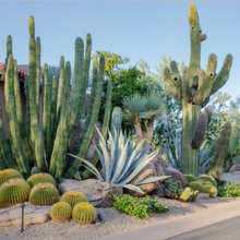Dessert Landscaping