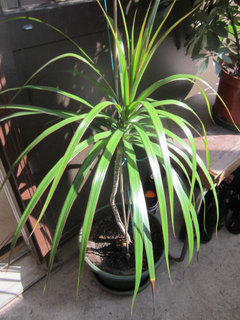 plant shelf indoor window Clear Acrylic Window Plant Shelves main image 0