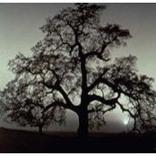 Kira Westerlund's photo