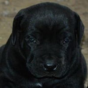 Mid-Atlantic Boerboelss billede