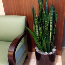 Succulents