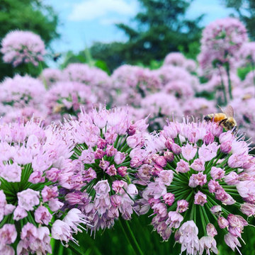 Pollinator Gardens & Perennial Plantings