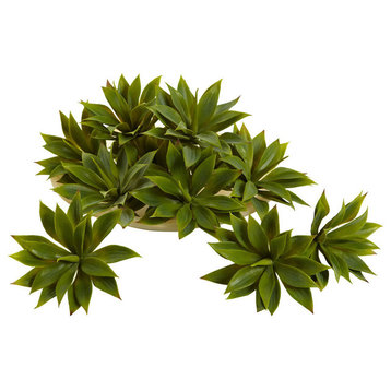 Mini Agave Succulent Plant, Set of 12