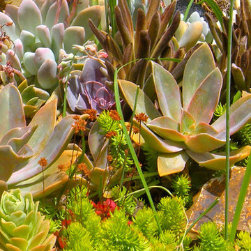 Calabasas Residence - The Perfect Low Maintenance Plant