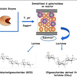 &beta;-galactosidase - Products