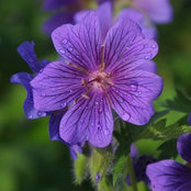 Tracey Abell's photo