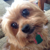 Tracee Dmytryk's photo