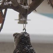 Corrie Geertsen's photo