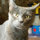 LolcatLisa