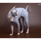 Larisa Limonova's photo