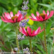 Karen Dearness's photo