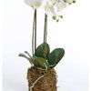 Hand-Crafted Orchid Drop-In Plant with Root Ball, 23"