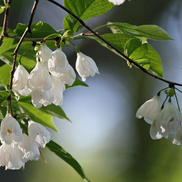 Silverbell at Landsford Canal State Park