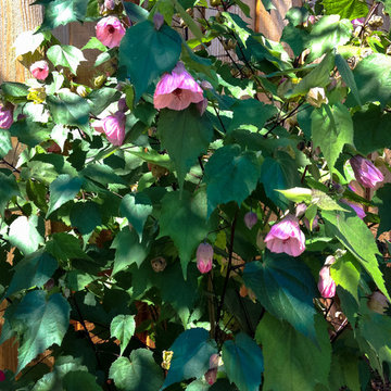 Flower Power