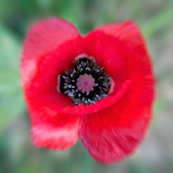 Wildflower Poppy - Artwork