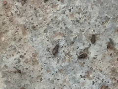 Tiny Black Gnat Like Bugs Infesting Concrete Walls Outside Houzz