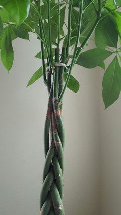 Money Tree for Dummies | Houzz Forum