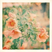 Rose Frost's photo