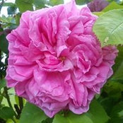 Foto von Rose Viesondes
