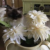 Gary Cross's photo