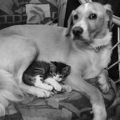 Sab Rinou's photo