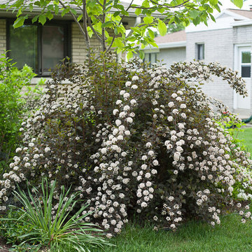 Ninebark