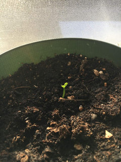 Finally found a Sumo seed. Best way to germinate it?