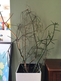 dracaena malaika Dracaena malaika main image 0