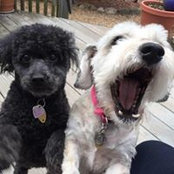 Linda Silverstein's photo