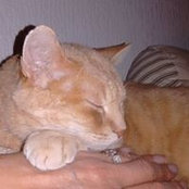 Photo de Coco Bo