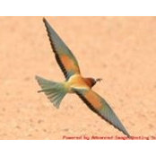 Salm Salh's photo