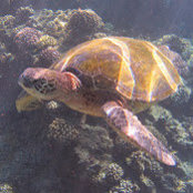 Jason Wheaton's photo