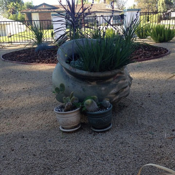 Landscaping under Eucalyptus Trees