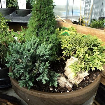 Container Gardens and Succulent Arrangements