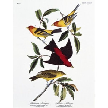 Louisiana Tanager And Scarlet Tanager John James Audubon, 1785-1851 Print