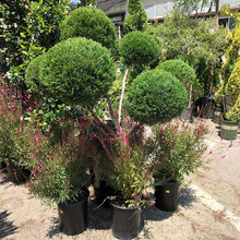 Verdugo Landscaping