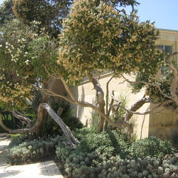 Coastal Garden