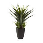 Agave With Black Planter