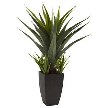 Agave With Black Planter