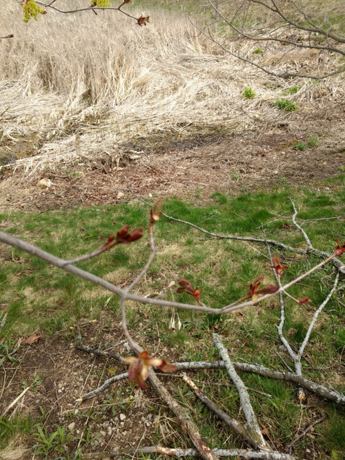 Help! Are my maple trees dying?