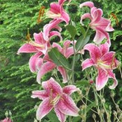 Pat Maccarone's photo