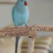 Alason Connell's photo