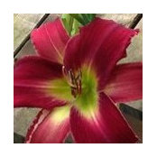 Donna Lorens billede