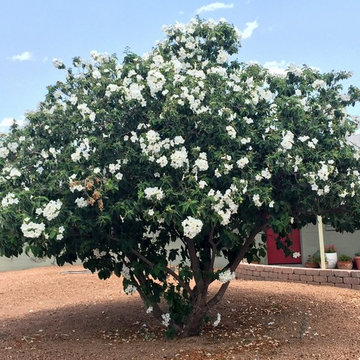 Southwestern Plants