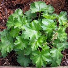 Plants