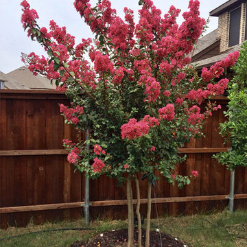 Tuscarora Crape Myrtle